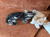 Chatons Main Coon disponibles
