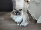 Magnifique Sacré De Birmanie bien ganté