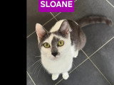 Disponible à l'adoption : chatte grise et blanche d'un an