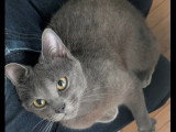 En attente d'adoption : chaton femelle gris de 8 mois