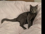 En attente d'adoption : chaton femelle gris de 8 mois