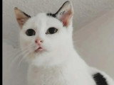 À accueillir : chaton femelle noir et blanc de 7 mois