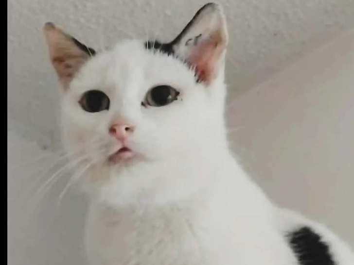À accueillir : chaton femelle noir et blanc de 7 mois