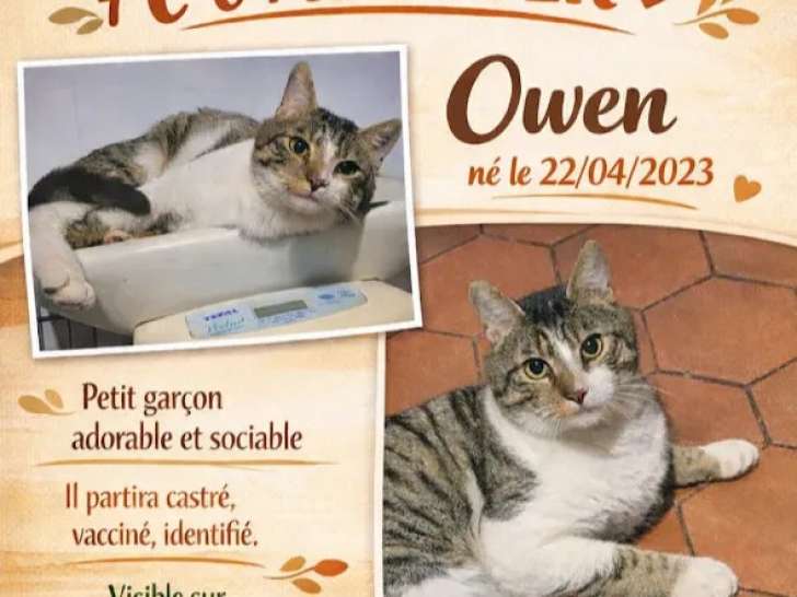 Adoption disponible : chat tigré gris de 3 ans