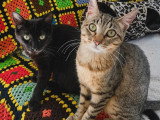 À accueillir : 2 chatons de 5 mois à adopter ensemble
