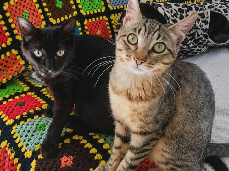 À accueillir : 2 chatons de 5 mois à adopter ensemble