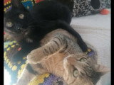 À accueillir : 2 chatons de 5 mois à adopter ensemble