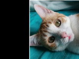 En attente d'adoption : chaton femelle tigré de 11 mois