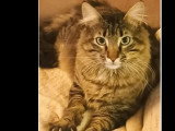 À la recherche d'une famille : chat tigré d'un an