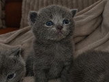 Chatons British Shorthair à vendre