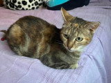 À adopter : chatte tigrée de 4 ans
