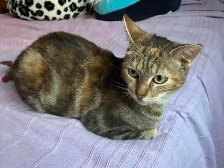 À adopter : chatte tigrée de 4 ans