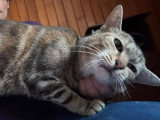 À adopter : chatte tigrée de 4 ans