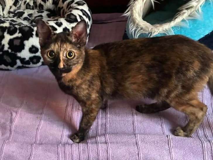 En attente d'adoption : chaton femelle écaille de tortue de 8 mois
