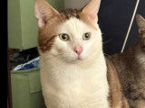 Disponible à l'adoption : chat tigré blanc de 5 ans