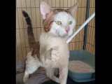 Disponible à l'adoption : chat tigré blanc de 5 ans