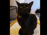 À adopter : chatte noire d'un an
