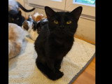 À adopter : chatte noire d'un an