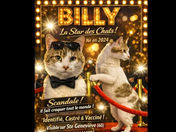 À adopter : chat tigré blanc de 2 ans