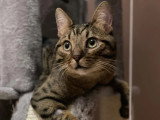 En attente d'adoption : chat tigré de 2 ans