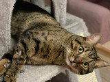 En attente d'adoption : chat tigré de 2 ans