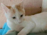 Prêt pour l'adoption : chaton mâle roux et blanc de 6 mois