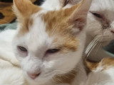 Prêt pour l'adoption : chaton mâle roux et blanc de 6 mois