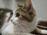 En quête d'un foyer : chatte tigrée blanche d'un an