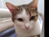 En quête d'un foyer : chatte tigrée blanche d'un an