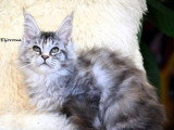 Chaton femelle Maine Coon black tortie tabby LOOF de janvier 2026 à vendre