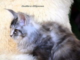 Chaton femelle Maine Coon black tortie tabby LOOF de janvier 2026 à vendre