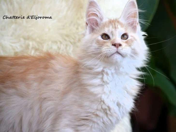 Chaton de race Maine Coon mâle à vendre