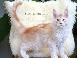 Chaton de race Maine Coon mâle à vendre