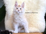 Chaton de race Maine Coon mâle à vendre
