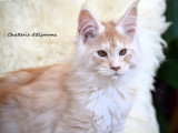 Chaton de race Maine Coon mâle à vendre