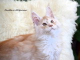 Chaton de race Maine Coon mâle à vendre