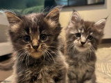 6 chatons Maine Coon non LOOF de mars 2026 à réserver