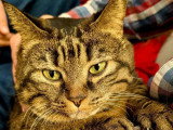 Disponible à l'adoption : chatte tigrée de 8 ans