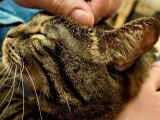 Disponible à l'adoption : chatte tigrée de 8 ans