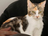 En attente d'adoption : chaton femelle tricolore de 5 mois
