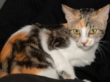 En attente d'adoption : chaton femelle tricolore de 5 mois