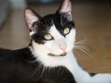 En attente d'un foyer : chaton mâle noir et blanc de 9 mois