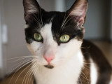 En attente d'un foyer : chaton mâle noir et blanc de 9 mois