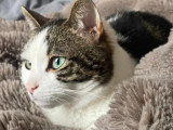 À adopter : chatte tigrée blanche de 4 ans