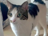 À adopter : chatte tigrée blanche de 4 ans