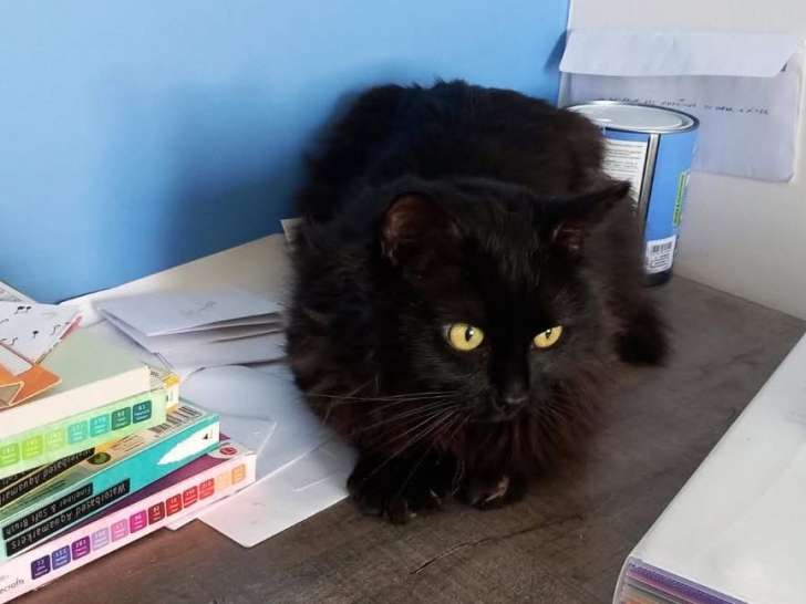 En quête d'un foyer : chat Angora noir de 4 ans