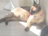 Chatte adulte de type Siamois à donner