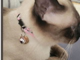 Chatte adulte de type Siamois à donner