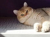 Chat British Shorthair black golden shaded 3 ans et demi LOOF à vendre