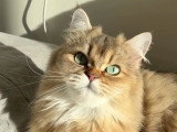 British Longhair Black Golden Ticked Tabby